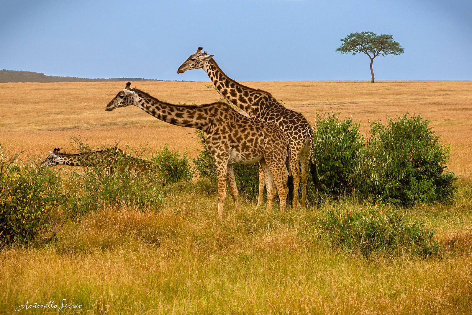 2018 - Kenia (la savana, i paesaggi)